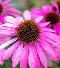 Echinacea Primadonna Deep Rose - Echinacea purpurea - semená echinacey - 15 ks