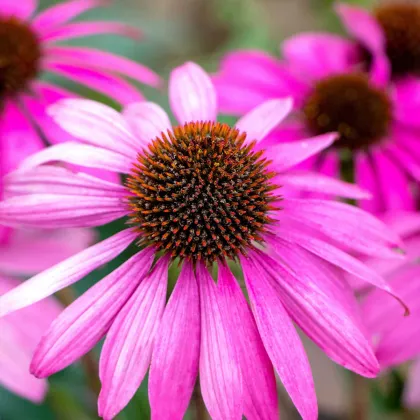 Echinacea Primadonna Deep Rose - Echinacea purpurea - semená echinacey - 15 ks