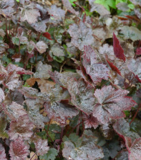 Heuchera Palace Purple - Heuchera micrantha - semená heuchery - 20 ks