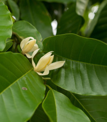 Magnólia champaca - Magnolia champaca - semená magnólie - 5 ks