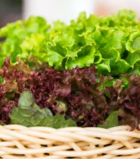 Trio listových šalátov - výsevný pásik - 5 m