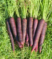 Semená mrkvy Purple Sun F1 - výsevný pásik - 5 m