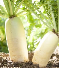 Semená bielej reďkovky Rex - výsevný pásik - 5 m