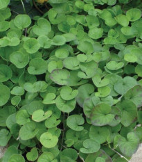Strieborný dážď Emerald Falls - Dichondra argentea - semená strieborného dažďa - 6 ks