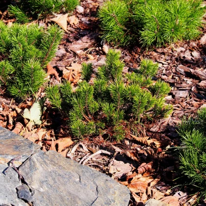 Borovica horská kosodrevina - Pinus mugo pumilio - semená borovice - 5 ks
