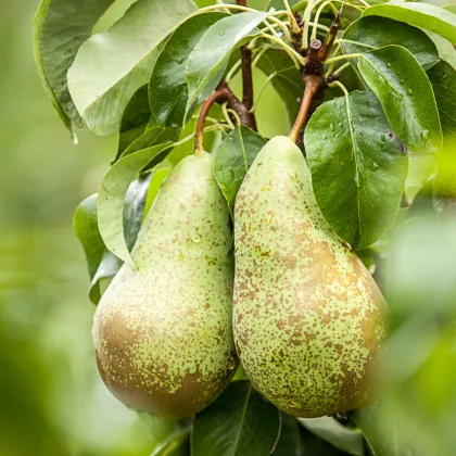 Hruška obyčajná - Pyrus communis - semená hrušky - 4 ks