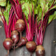 Semená červená repa Redshine - výsevný pásik - 5 m