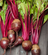 Semená červená repa Redshine - výsevný pásik - 5 m
