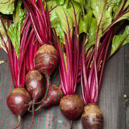 Semená červená repa Redshine - výsevný pásik - 5 m