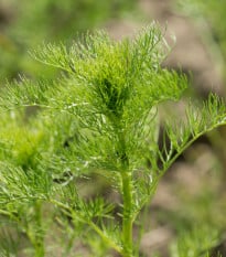 Semená kôpru Ella - výsevný disk - 5 m