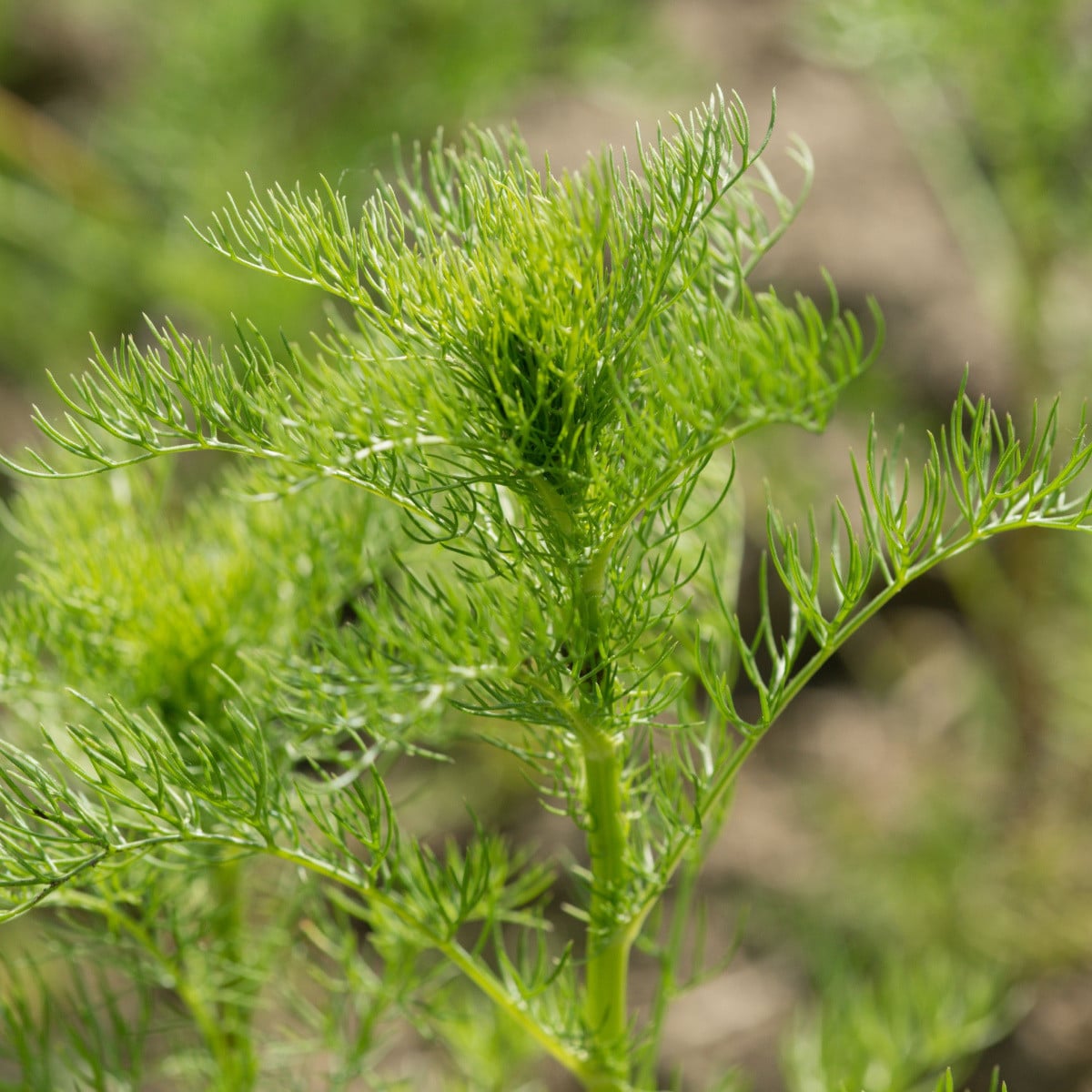 Semená kôpru Ella - výsevný disk - 5 m