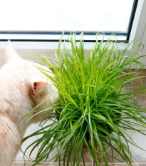 Semená mačacej trávy - výsevný disk - 5 m