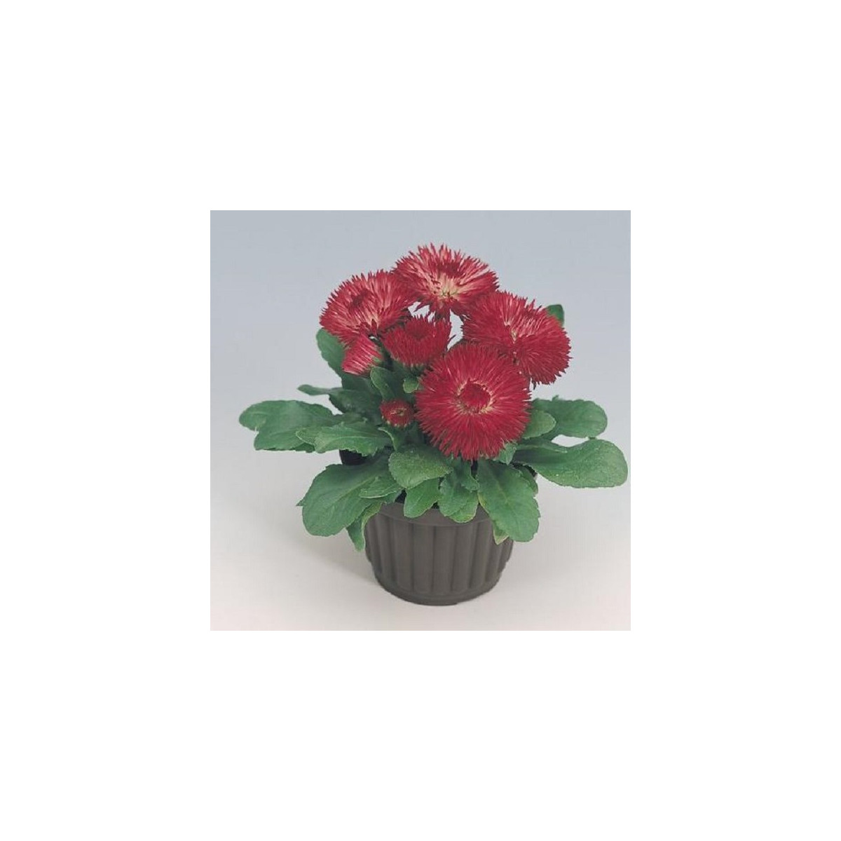 Sedmokráska Roggli červená - Bellis perennis - semená sedmokrásky - 50 ks