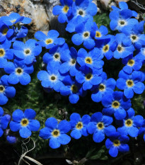 Nezábudka alpínska modrá - Myosotis alpestris - semená nezábudky - 130 ks