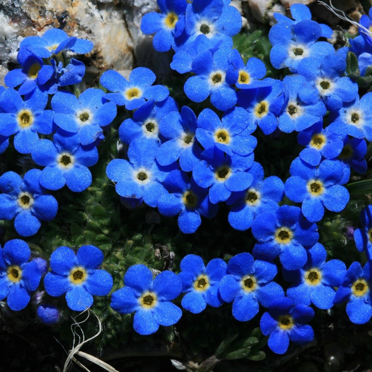 Nezábudka alpínska modrá - Myosotis alpestris - semená nezábudky - 130 ks