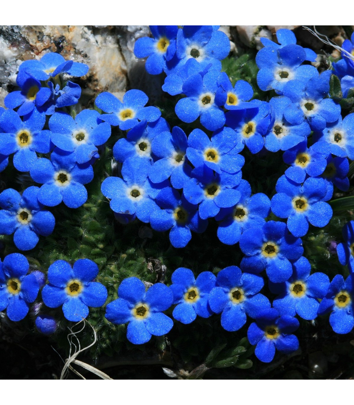 Nezábudka alpská temne modrá - Myosotis alpestris - semená nezábudky - 130 ks