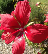 Ibištek šarlátový - Hibiscus coccineus - semená ibišteka - 15 ks