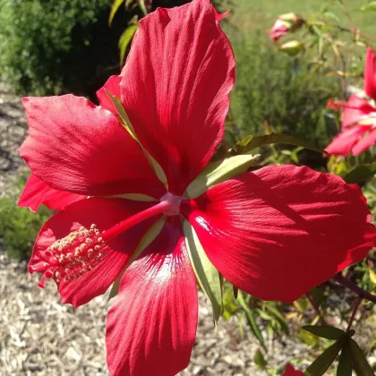 Ibištek šarlátový - Hibiscus coccineus - semená ibišteka - 15 ks