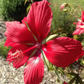 Ibištek šarlátový - Hibiscus coccineus - semená ibišteka - 15 ks