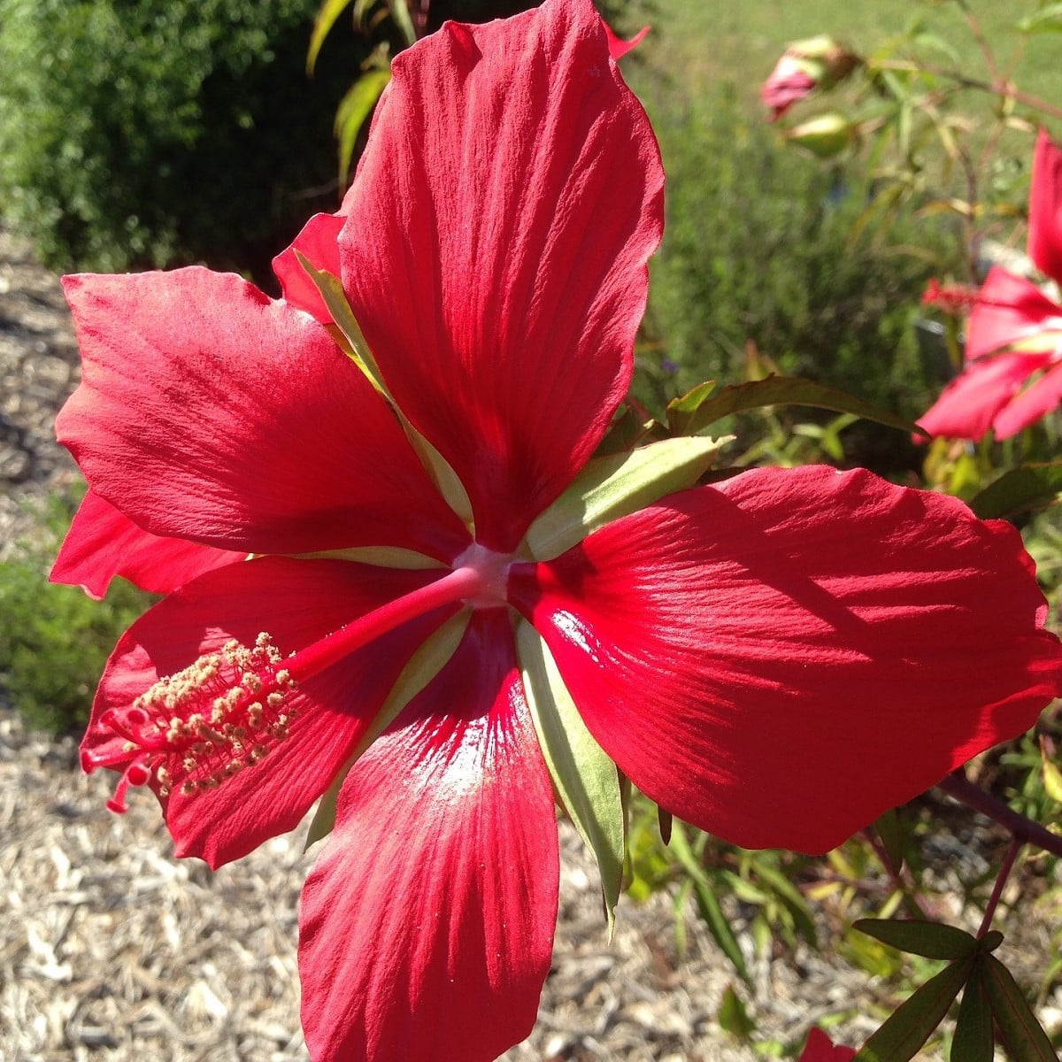 Ibištek šarlátový - Hibiscus coccineus - semená ibišteka - 15 ks