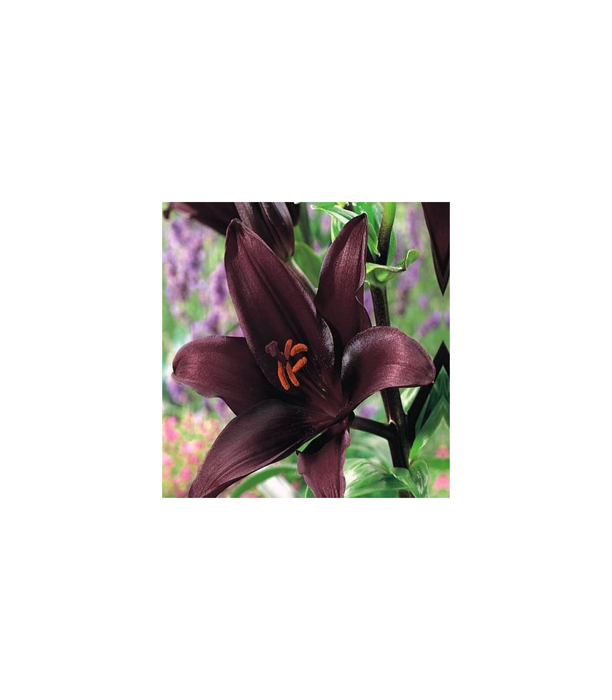 Ľalia ázijská Mapira - Lilium - cibuľa ľalia - 1 ks