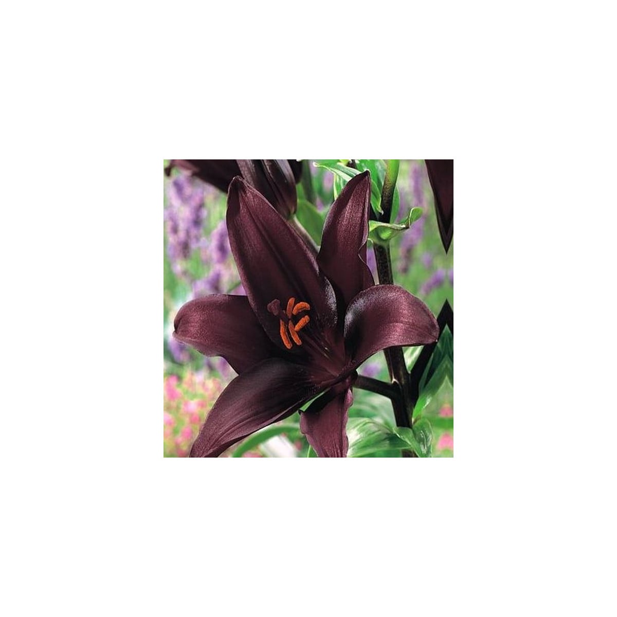 Ľalia ázijská Mapira - Lilium - cibuľa ľalia - 1 ks