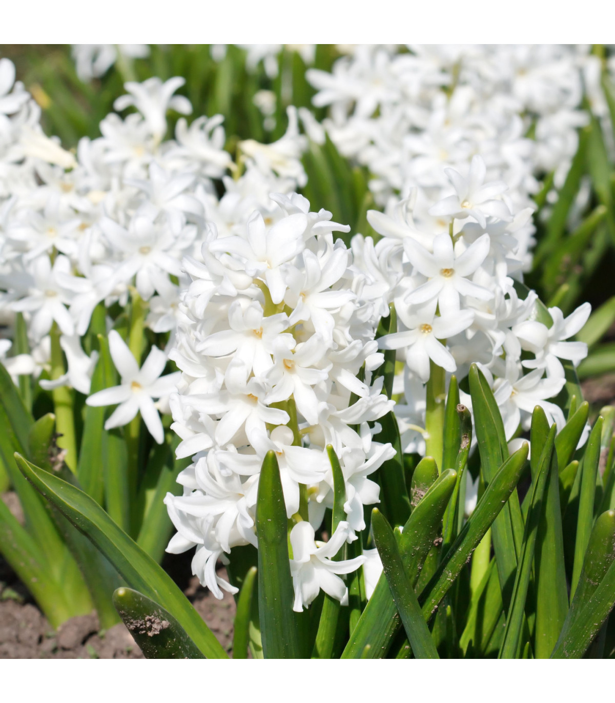 Hyacint White Pearl - Hyacinthus orientalis - cibuľa hyacintu - 1 ks