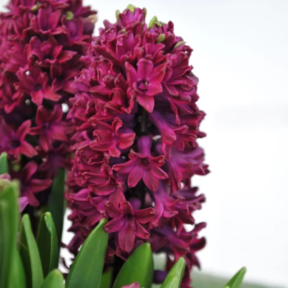Hyacint Woodstock - Hyacinthus - cibuľa hyacintu - 1 ks