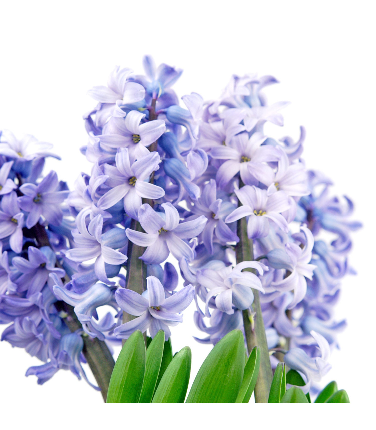 Hyacint Blue jacket - Hyacinthus Blue Jacket - cibuľoviny - 1 ks
