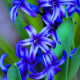Hyacint Delft Blue - Hyacinthus orientalis - cibuľa hyacintu - 1 ks