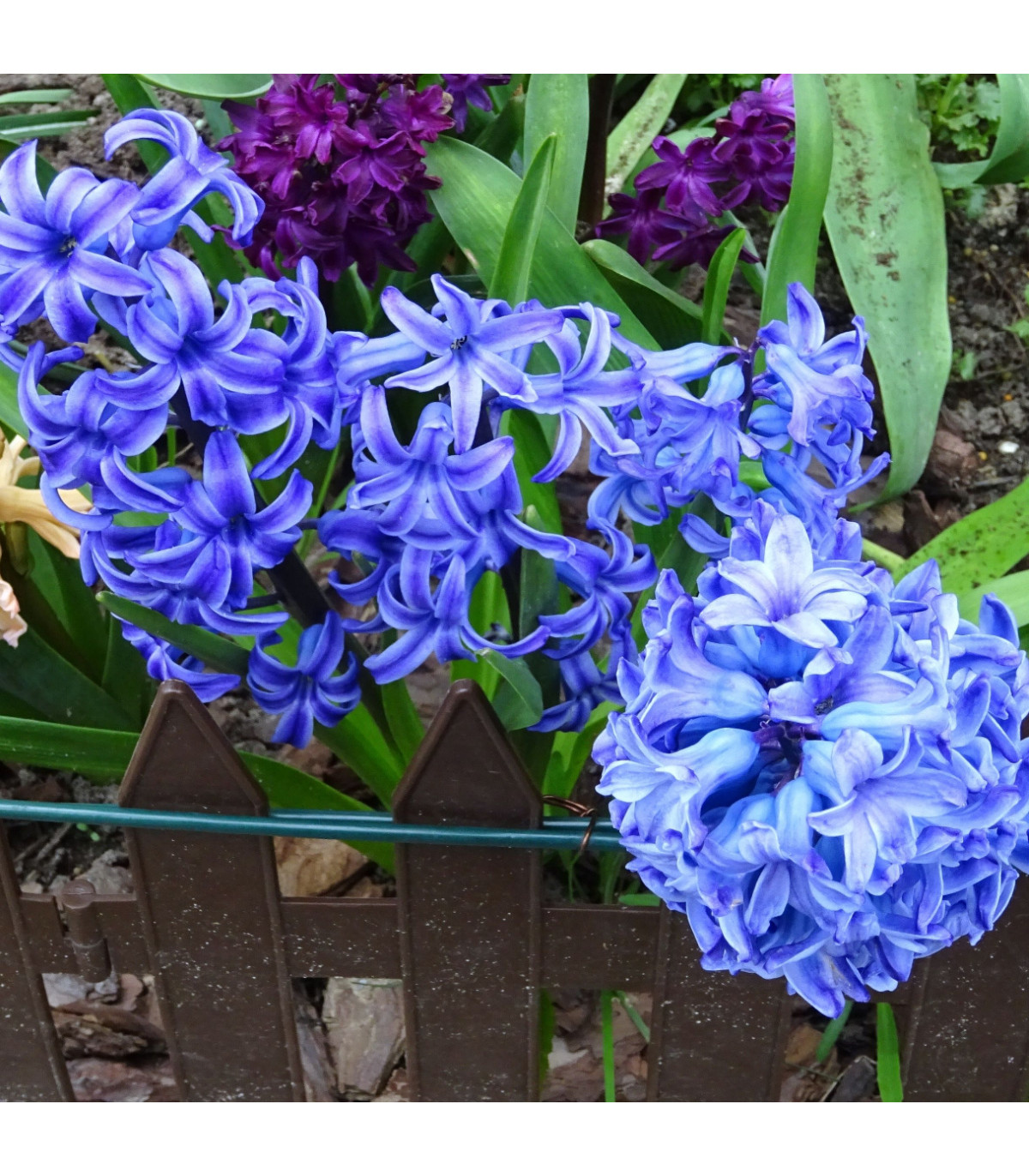 Hyacint Delft Blue - Hyacinthus orientalis - cibuľa hyacintu - 1 ks