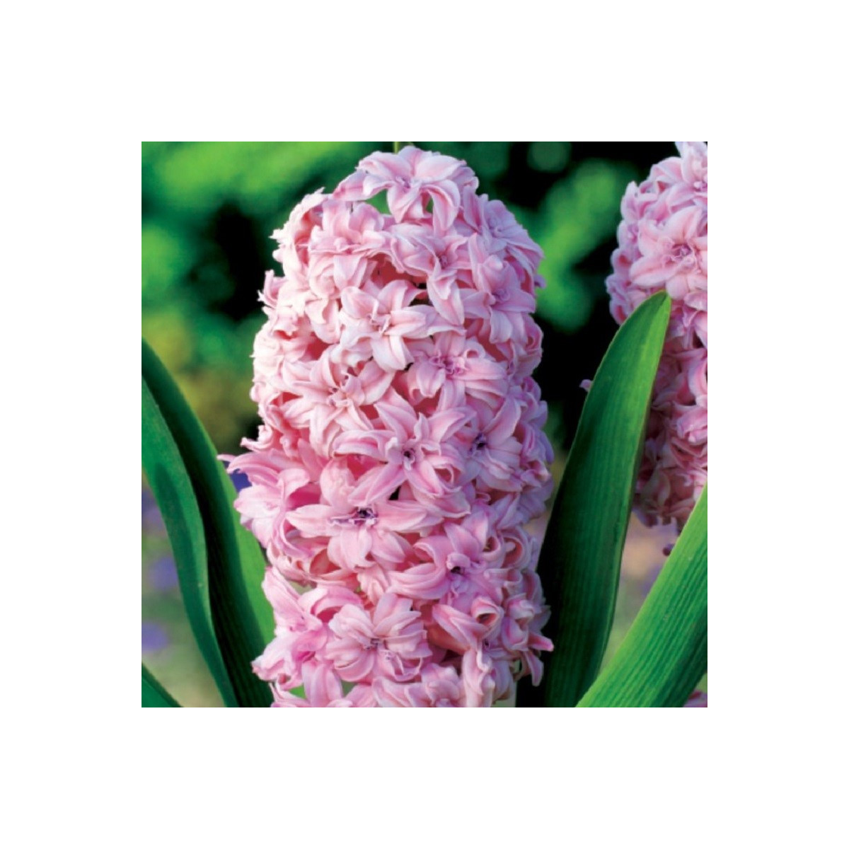 Hyacint plnokvetý Prince of Love - Hyacinthus - cibuľa hyacintu - 1 ks
