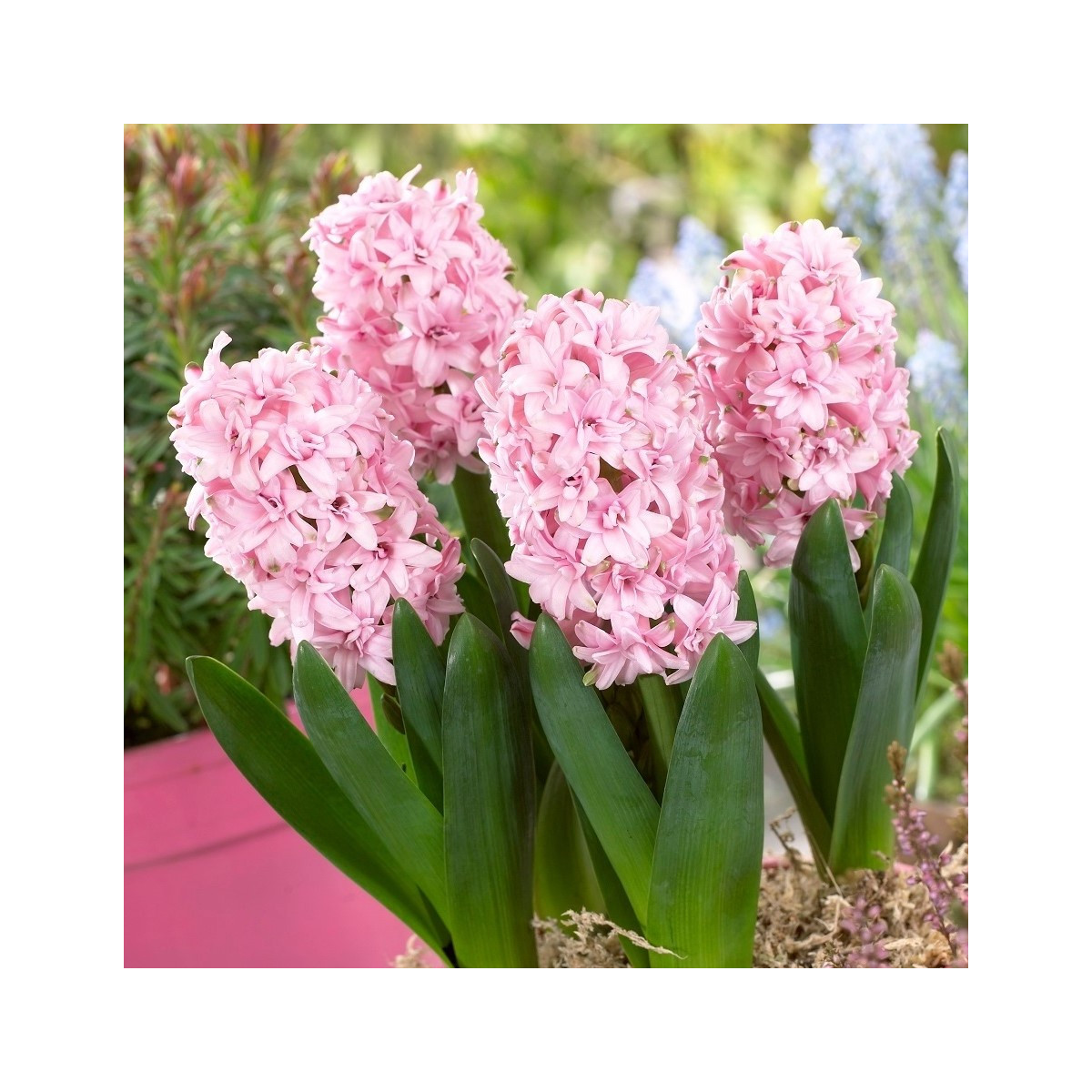 Hyacint plnokvetý Prince of Love - Hyacinthus - cibuľa hyacintu - 1 ks