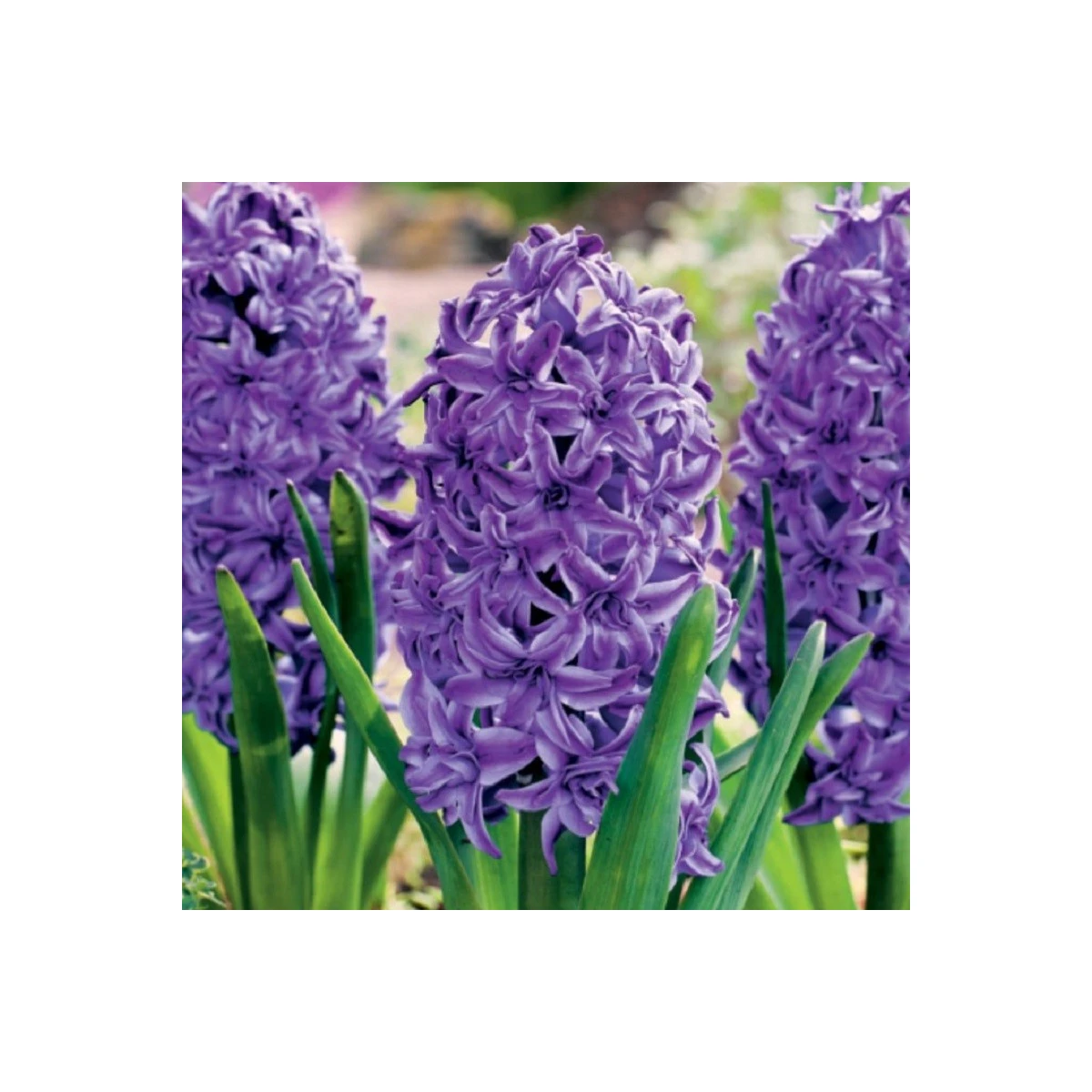 Hyacint plnokvetý Lili Purple - Hyacinthus - cibuľa hyacintu - 1 ks