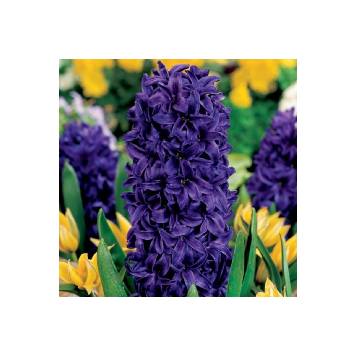 Hyacint Purple Star - Hyacinthus - cibuľa hyacintu - 1 ks