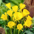 Narcis Golden bells - Narcissus bulbocodium - cibuľa narcisu - 3 ks