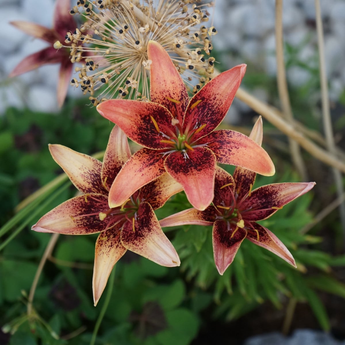 Ľalia Whistler - Lilium - cibuľa ľalia - 1 ks