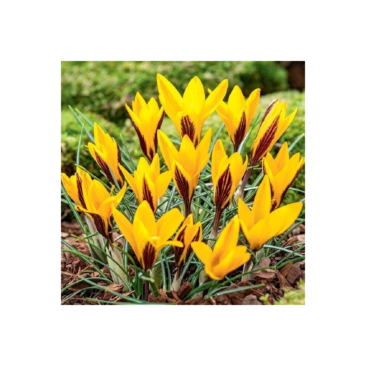 Krókus širokolistý - Crocus angustifolius - hľuzy krókusu - 3 ks