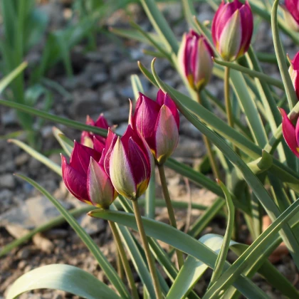 Tulipán Persian Pearl - Tulipa humilis - cibuľa tulipánu - 3 ks