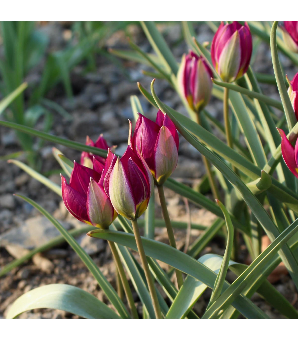 Tulipán Persian Pearl - Tulipa humilis - cibuľa tulipánu - 3 ks