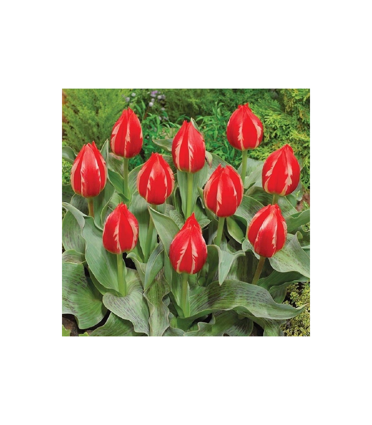 Tulipán Friendly Fire - Tulipa greigii - cibuľa tulipánu - 3 ks