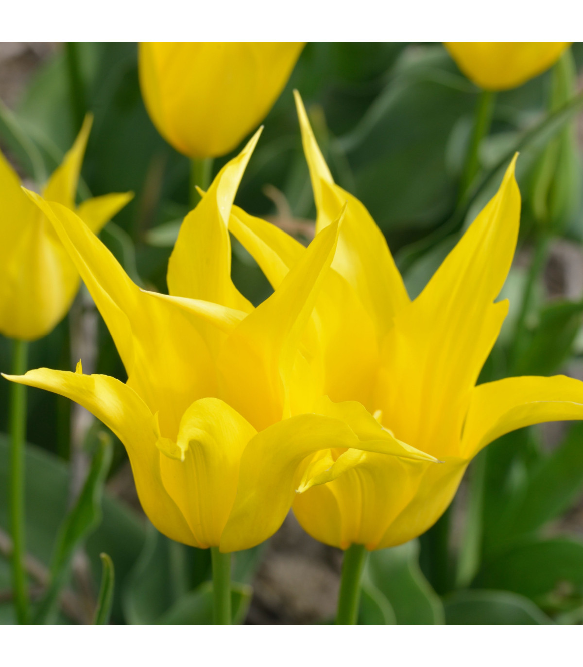 Tulipán West Point - Tulipa - cibuľa tulipánu - 3 ks