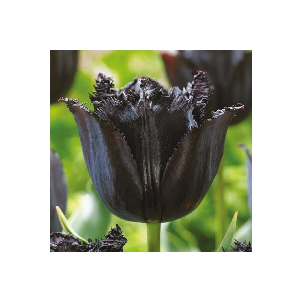 Tulipán Fringed Black - Tulipa - cibuľa tulipánu - 3 ks