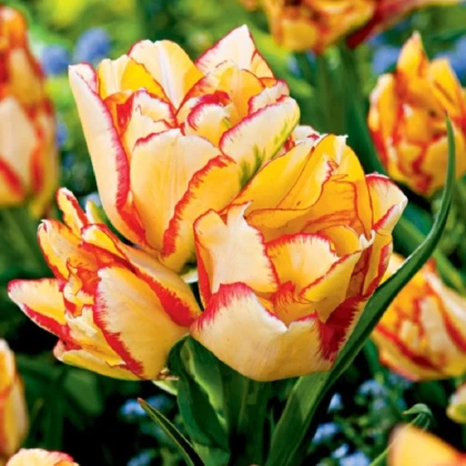 Tulipán Aquilla - Tulipa - cibuľa tulipánu - 3 ks