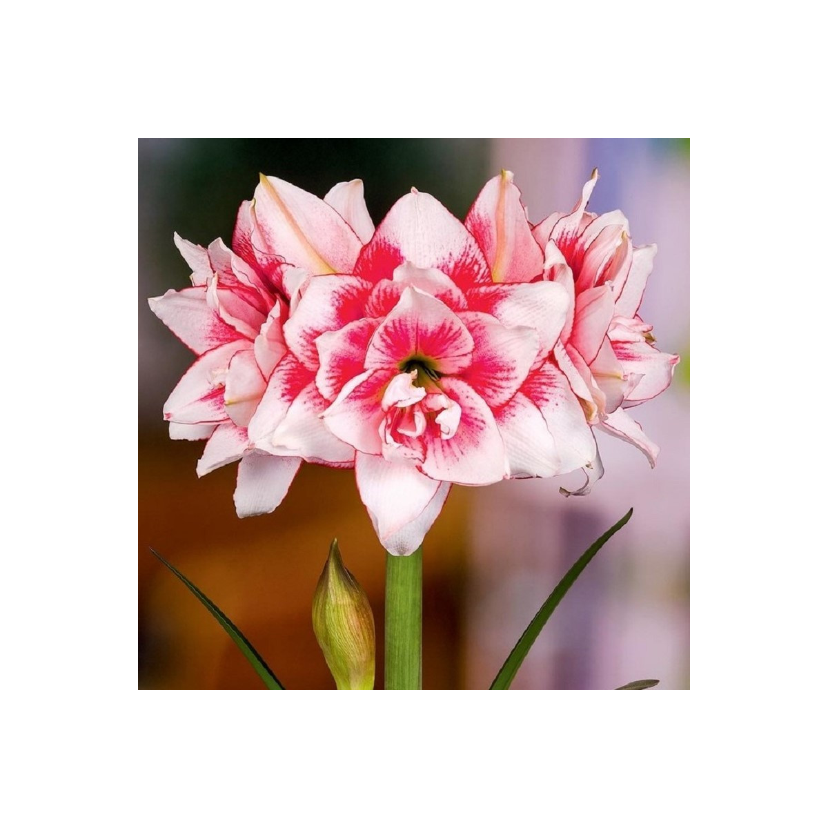 Zornica plnokvetá Elvas - Hippeastrum - cibuľa zornice - 1 ks