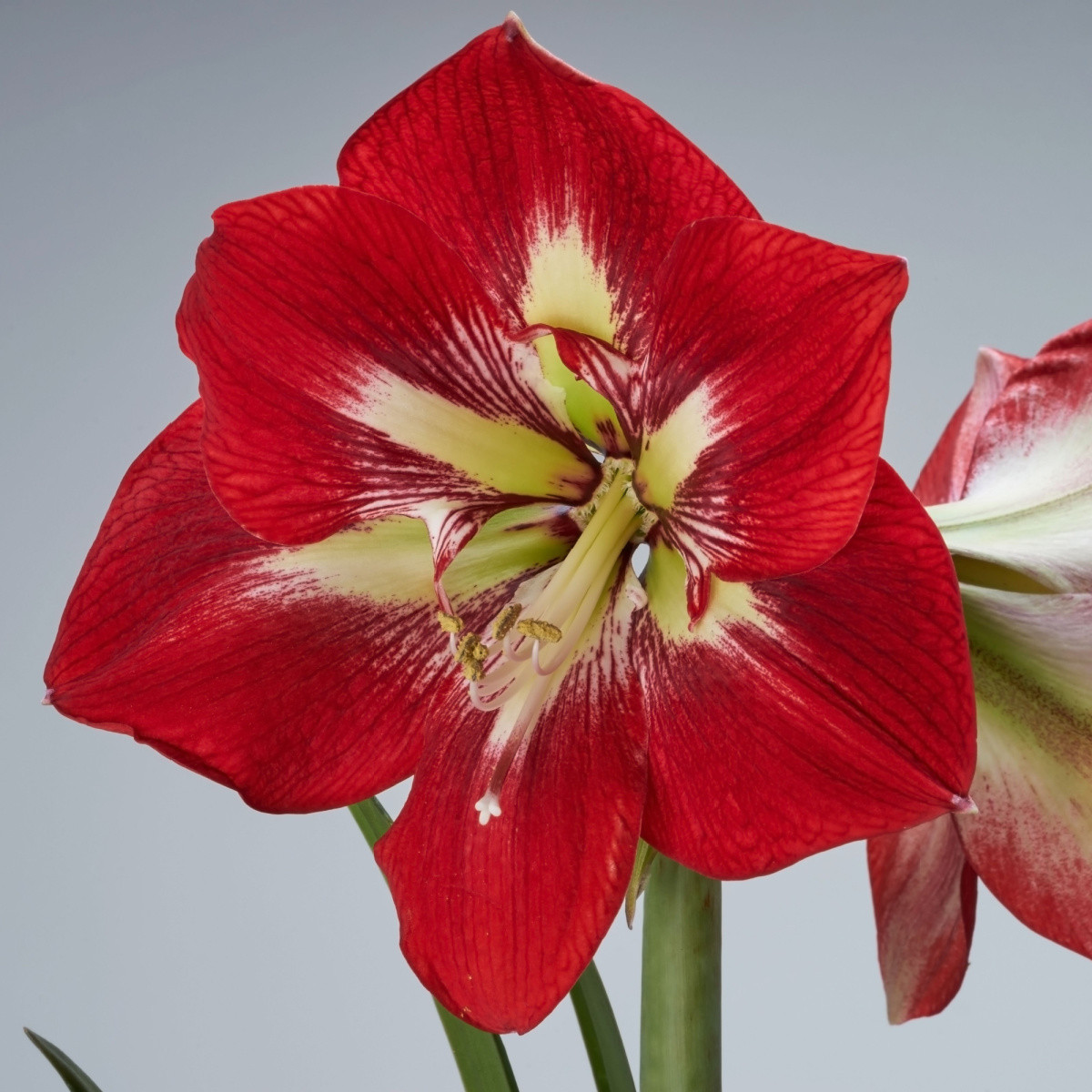 Zornica Barbados - Hippeastrum - cibuľa zornica - 1 ks