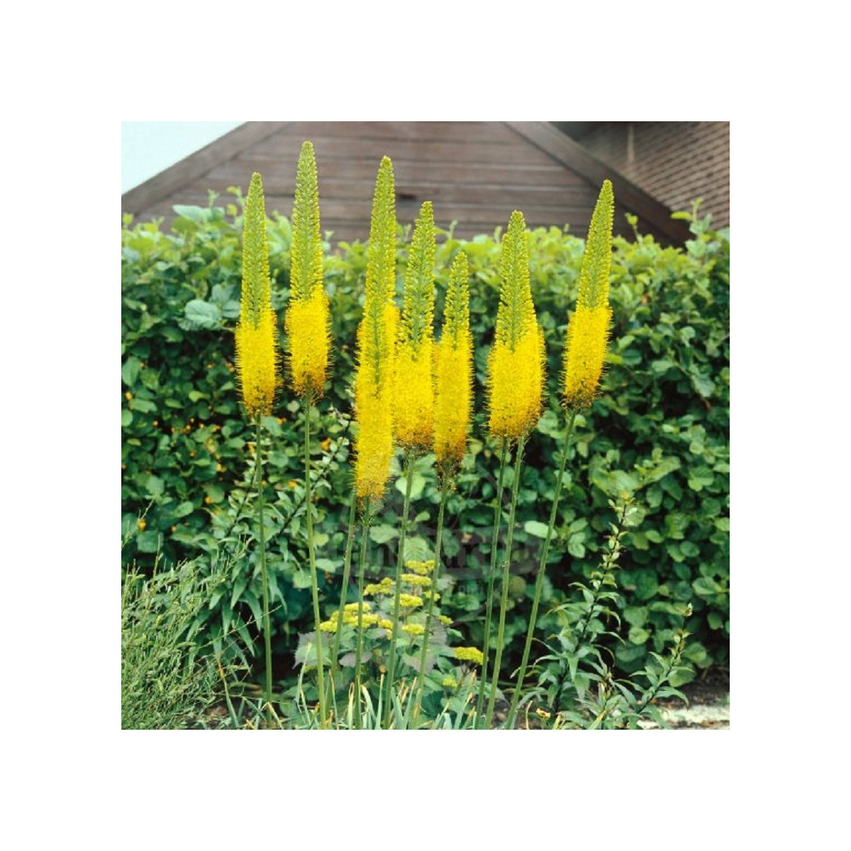 Fakľa Moneymaker - Eremurus - hľuzy fakle - 1 ks