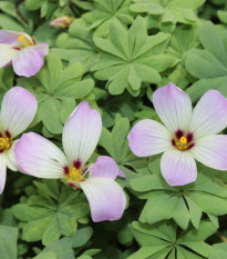 Šťavel žľaznatolistý - Oxalis adenophylla - hľuzy šťavela - 1 ks