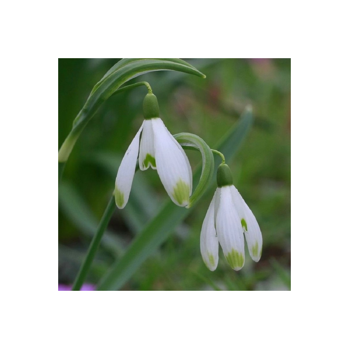 Snežienka viridi-apice - Galanthus nivalis- cibuľa snežienky - 3 ks