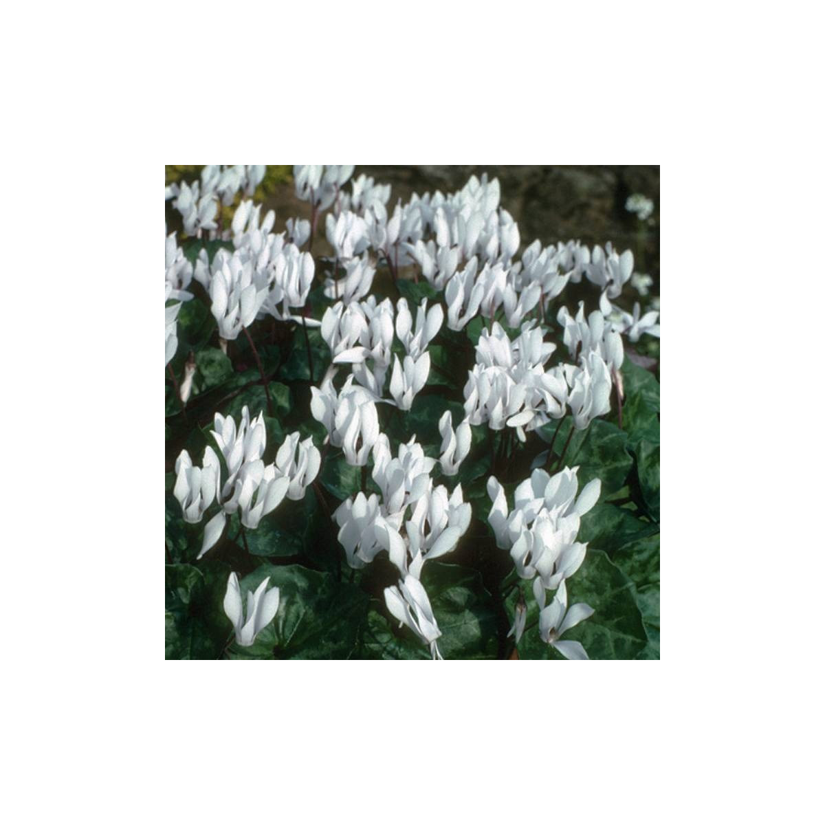 Cyklamén Sowbread - Cyclamen repandum album - hľuzy cyklámenu - 1 ks